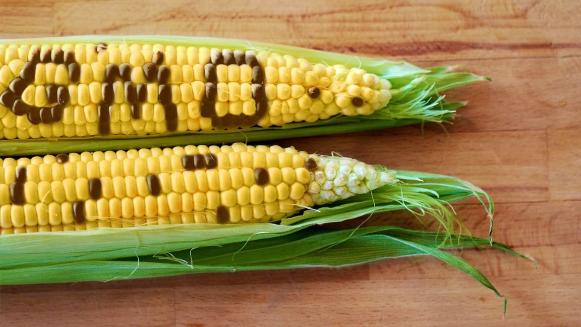 gmo-corn (1).jpg